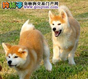 喂养秋田犬有哪些你需要注意的环节