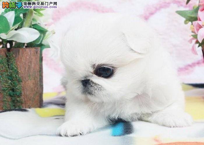 三个训练步骤帮您教出知书达理的京巴犬