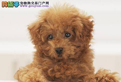 此时无声胜有声 不叫的贵宾犬咬人吗