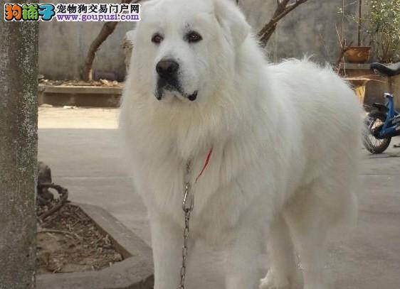 详细讲解大白熊犬牵引绳的作用以及佩带要点