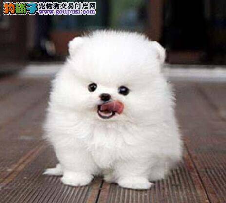 博美犬放屁是怎么回事