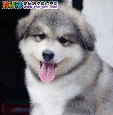 给阿拉斯加雪橇犬补钙要注意的两个重要问题