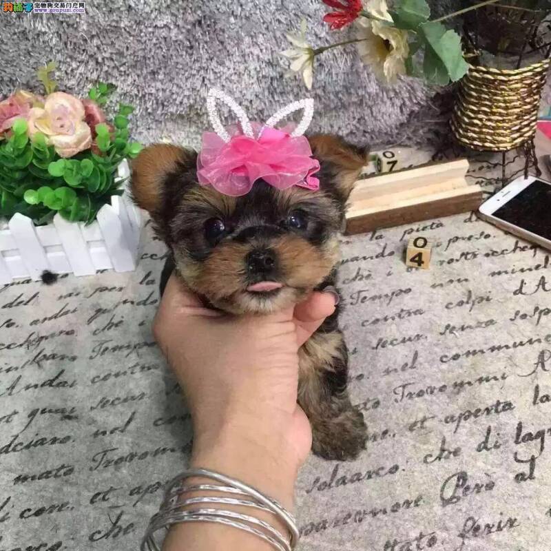 约克夏的成长所需哪些营养的摄入