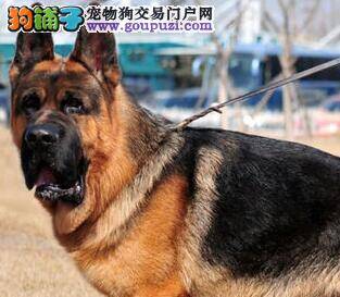 精品繁育 德国牧羊犬育种责任重大