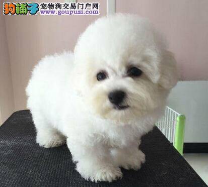 比熊犬的喂养需要用到哪些好的方法
