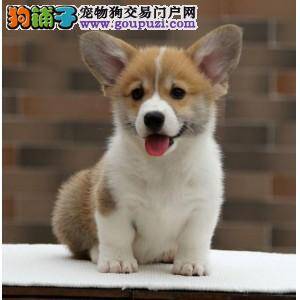 喂养柯基犬不宜喂得过饱