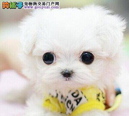 博美犬可以吃干狗粮吗 求指教
