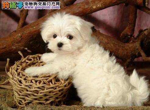 如何训练马尔济斯犬学会对食物说“NO"