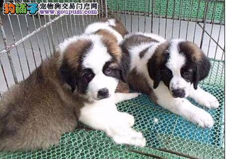 报纸训练法教圣伯纳犬学会文明如厕