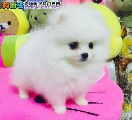 性格特点大调查 博美犬性格有什么特点