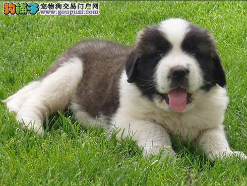 家庭小助手告诉你圣伯纳犬轻松吃药的几个妙招