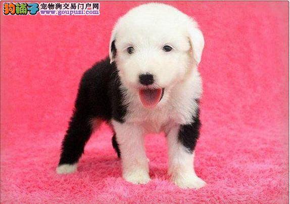 怎样让初次到家的古代牧羊犬吃的健康