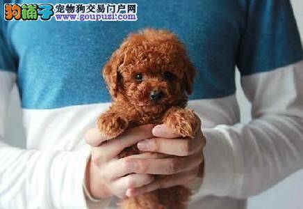 你的疑惑我解答 详解贵宾犬节育与避孕知识