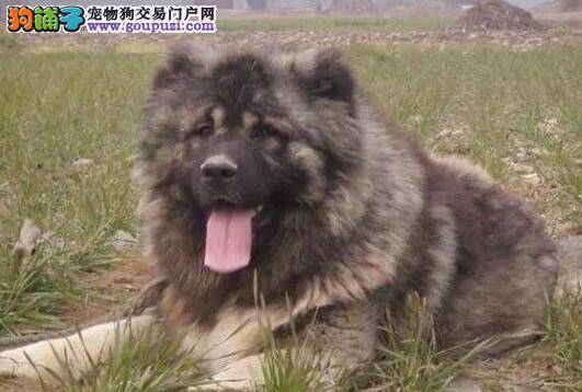 让高加索犬从小玩玩具可以培养良好的性格