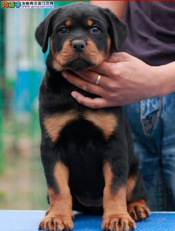 怎样解决罗威纳犬发脾气时咬人的恶习