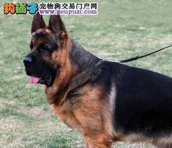 德国牧羊犬出车祸治疗中应该怎么喂养