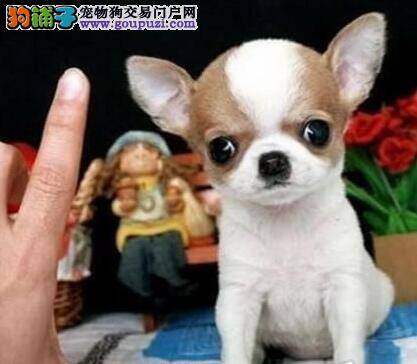 吉娃娃非常的调皮不听话怎么办