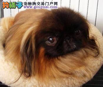 我家京巴犬总是流眼泪请问怎么治理