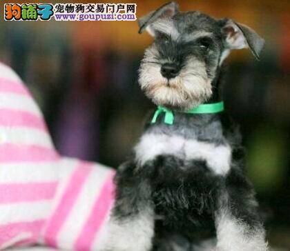 雪纳瑞犬和主人抢水喝的2个重要原因