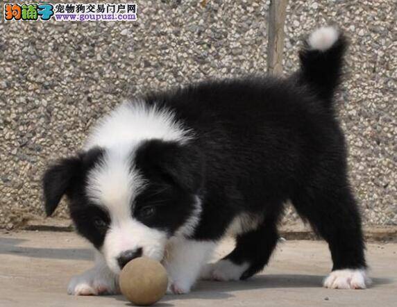 怎样轻松地调教边境牧羊犬幼犬