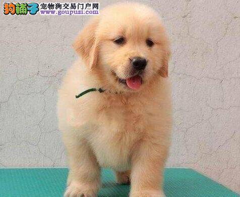 了解饲养金毛犬的要点 避免失误出现