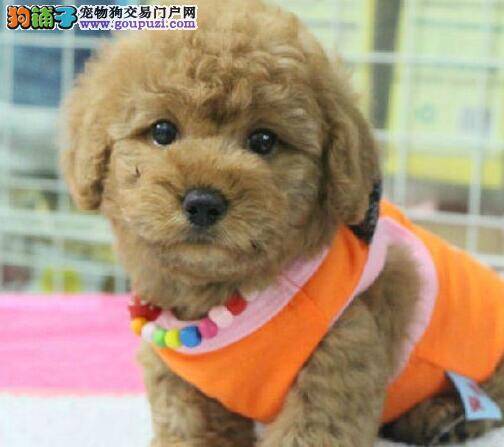 泰迪犬到底需不需要剃掉胎毛