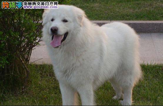 大白熊犬召回训练行之有效的方法