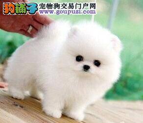 护理更健康 如何护理博美犬的牙齿