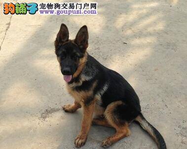 德国牧羊犬吃完饭就拉粑粑正常么