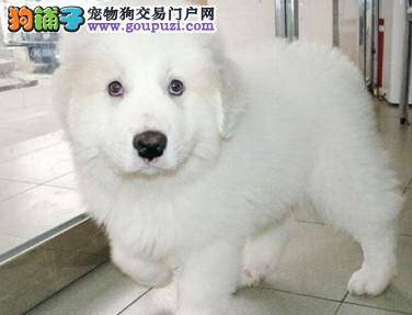 饲养大白熊犬时的九大“不要”