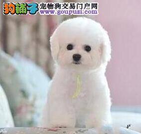 怎样做好比熊犬参加比赛之前的准备