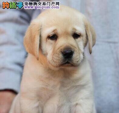家庭最简单的为拉布拉多犬剪毛的方法