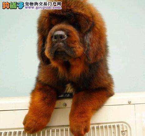 藏獒右眼四周掉毛，皮肤有点硬这是怎么回事