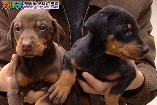 如何科学搭配杜宾犬的日常饮食