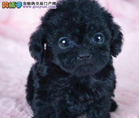 泰迪犬洗完澡精神不振是不是病了