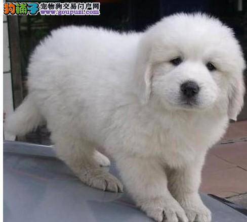大白熊犬形成泪腺的原因有哪些