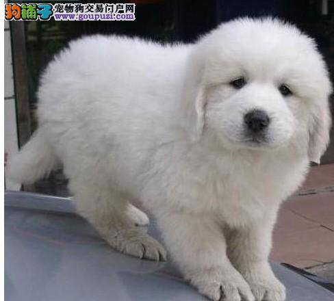 大白熊犬牙齿出现牙垢有什么方法可以预防牙结石