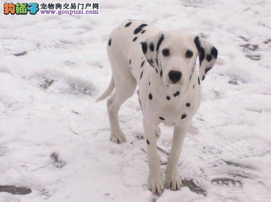 益生菌能降低斑点狗排泄物的异味以及口腔的气味吗