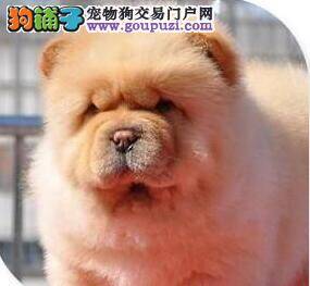 欲知松狮犬健康状况 主人对便便知多少