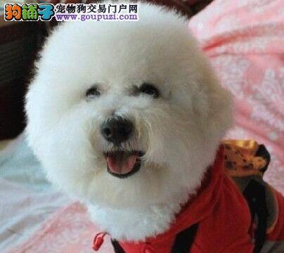 比熊犬产后奶水不足怎么办