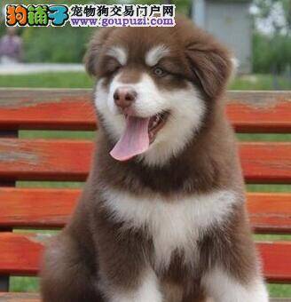 室外运动期间如何照顾好阿拉斯加雪橇犬