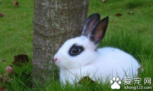侏儒海棠兔的寿命  至少五年甚至更长