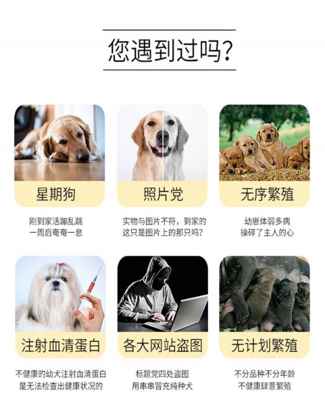 ◤销量冠军◥恭喜退伍老兵纯种中国冠毛犬养殖场夺得年度销量冠军称号！选择我们,选择专业,质量第一,服务至上