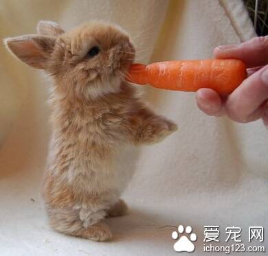 兔子怀孕吃什么 哺乳期母兔的饲养要点