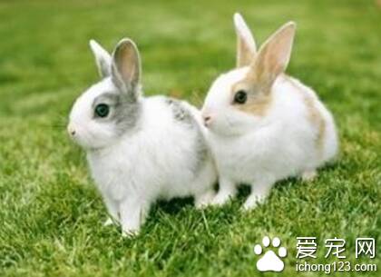 兔子吃报纸 可能是食物中缺乏纤维素