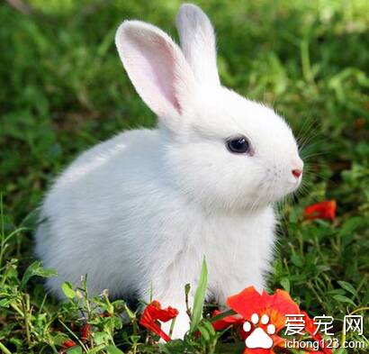 兔子每天吃多少 根据生长阶段调整