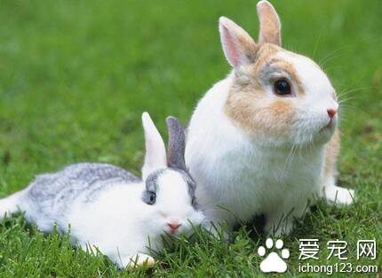 兔子吃的草 食物需要合理搭配调整