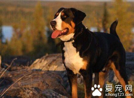 大瑞士山地犬的日常护理 洗澡注意的细节