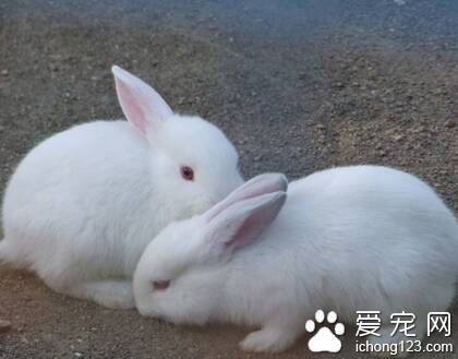 兔子怎么交配 母兔发情表现为阴部红肿