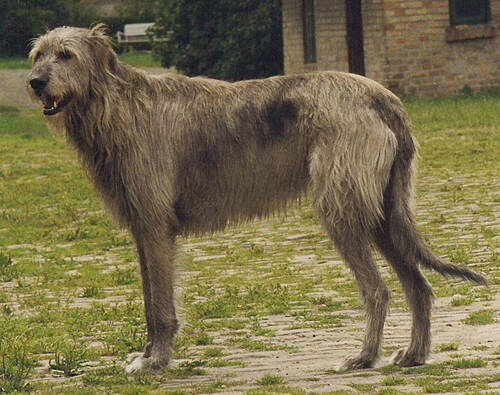爱尔兰猎狼犬的形态特征 头颈部较长腿部较直